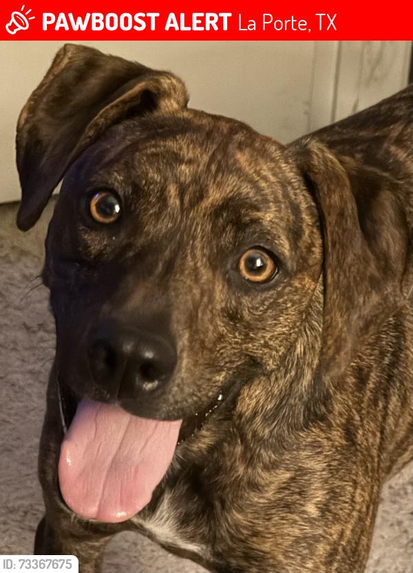 Lost Female Dog last seen 146/Wharton Weems, La Porte, TX 77571