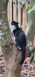Lost Male Cat last seen wild lime park, Miami, FL 33196