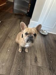 Reunited Male Dog last seen Victory Park, Stockton, CA 95203