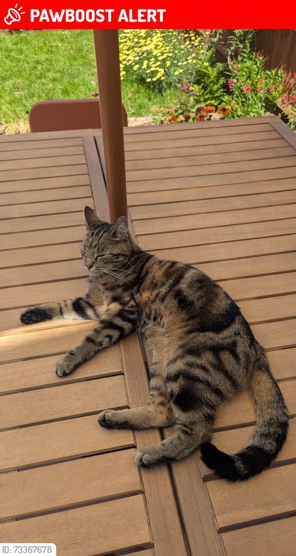 Lost Female Cat last seen Oakley Road near South Norwood Country Park, Greater London, England SE25 4XG