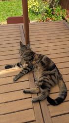 Lost Female Cat last seen Oakley Road near South Norwood Country Park, Greater London, England SE25 4XG