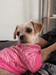 Lost Female Dog last seen Del Amo/Atlantic, Long Beach, CA 90807