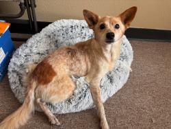 Reunited Female Dog last seen Coveside and Seminole, Kemah, TX 77565