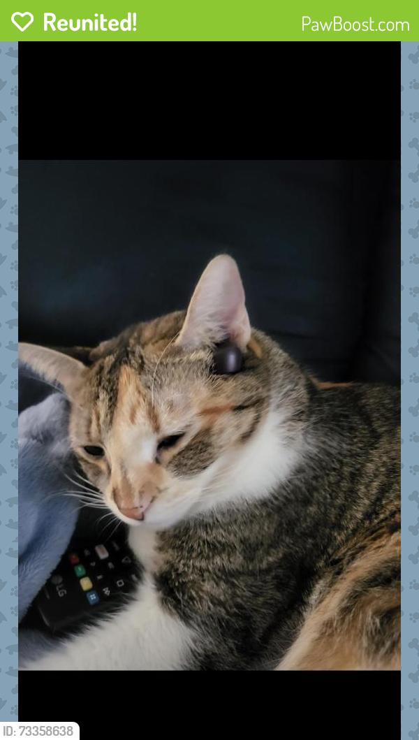 Reunited Female Cat last seen Akron Street, Philadelphia, PA 19124