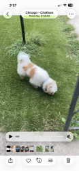 Reunited Male Dog last seen 89th and St. Lawrence, Chicago, IL 60619