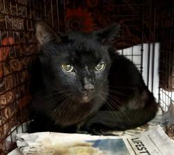 Reunited Unknown Cat last seen Near Wendy’s, Simpsonville, SC 29681