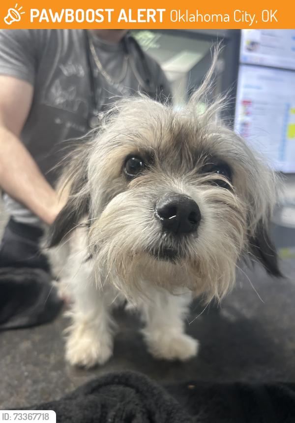 Found/Stray Female Dog last seen NW 27th and MacArthur, Oklahoma City, OK 73127