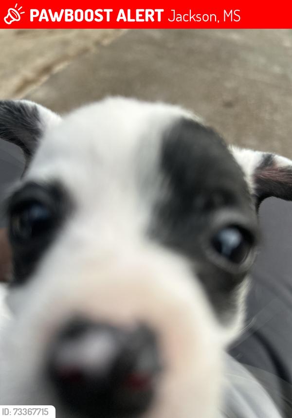 Lost Female Dog last seen Soloan, Jackson, MS 39204