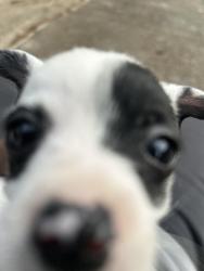 Lost Female Dog last seen Soloan, Jackson, MS 39204