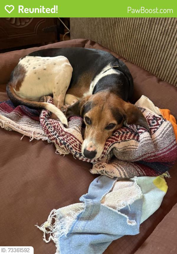 Reunited Male Dog last seen Williams Road, Fletcher, NC 28732