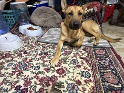 Found/Stray Male Dog last seen Vivian dr Nashville, TN, Nashville, TN 37210