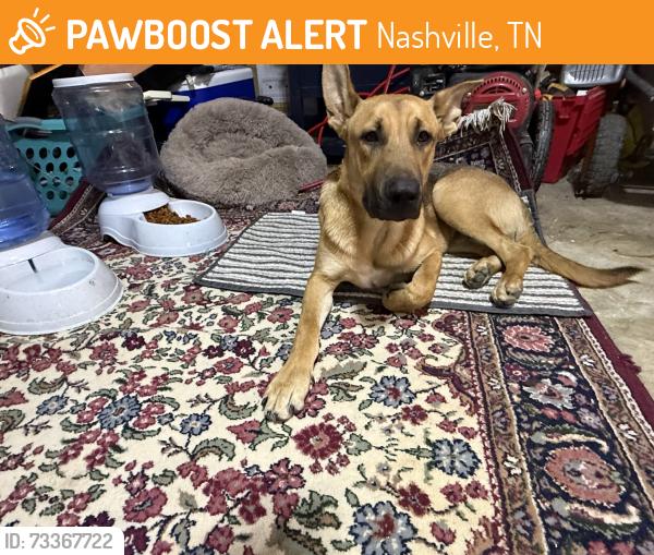 Found/Stray Male Dog last seen Vivian dr Nashville, TN, Nashville, TN 37210
