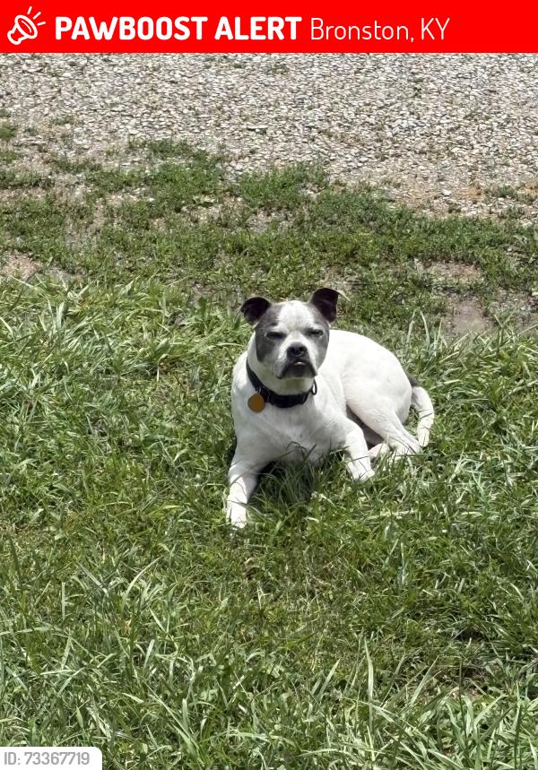 Lost Male Dog last seen Waitsboro Rd and Lake Rd, Bronston, KY 42518