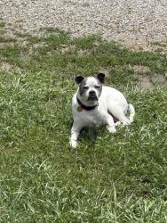 Lost Male Dog last seen Waitsboro Rd and Lake Rd, Bronston, KY 42518