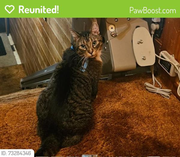 Reunited Male Cat last seen Arundel, Thunder Bay, ON 