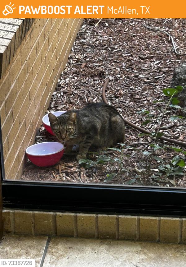 Found/Stray Unknown Cat last seen 12th and Nolana, McAllen, TX 78504
