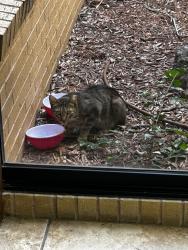 Found/Stray Unknown Cat last seen 12th and Nolana, McAllen, TX 78504