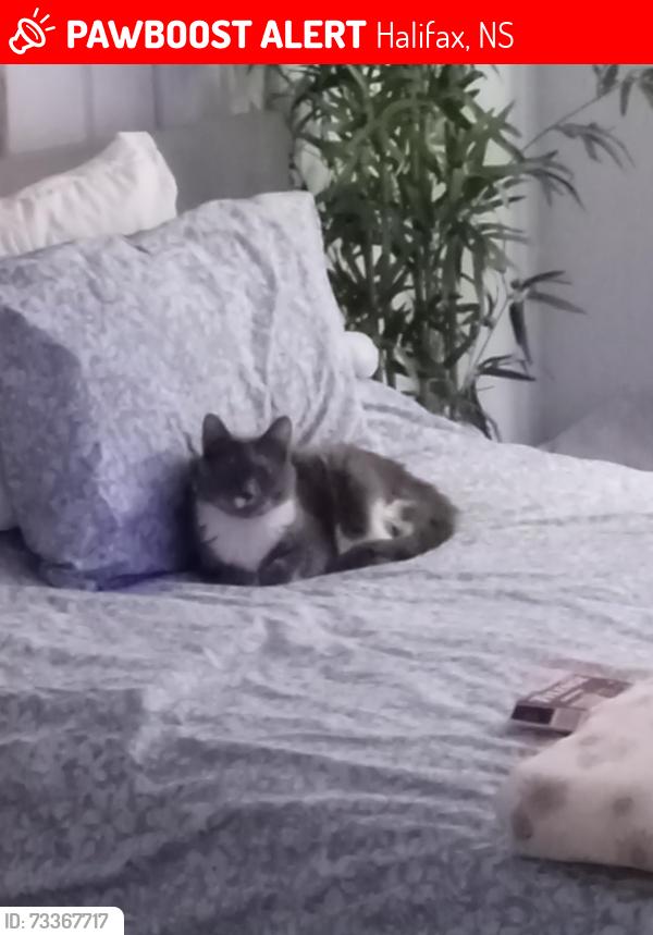 Lost Male Cat last seen Bedford Highway / Ocean Brook Park, Halifax, NS 