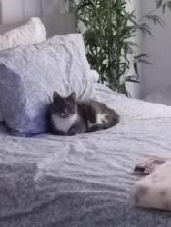 Lost Male Cat last seen Bedford Highway / Ocean Brook Park, Halifax, NS 