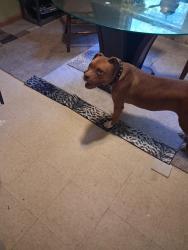 Lost Male Dog last seen South elm ugene, Greensboro, NC 27406