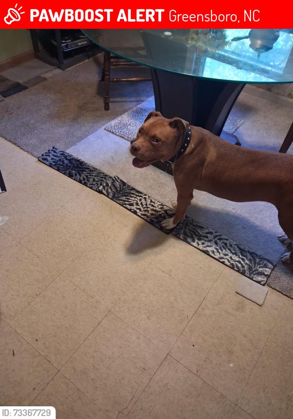 Lost Male Dog last seen South elm ugene, Greensboro, NC 27406