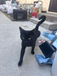 Found/Stray Male Cat last seen Valerio st, Los Angeles, CA 91605