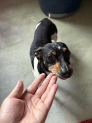 Found/Stray Male Dog last seen Childress and Goodman rd, Conroe, TX 77306