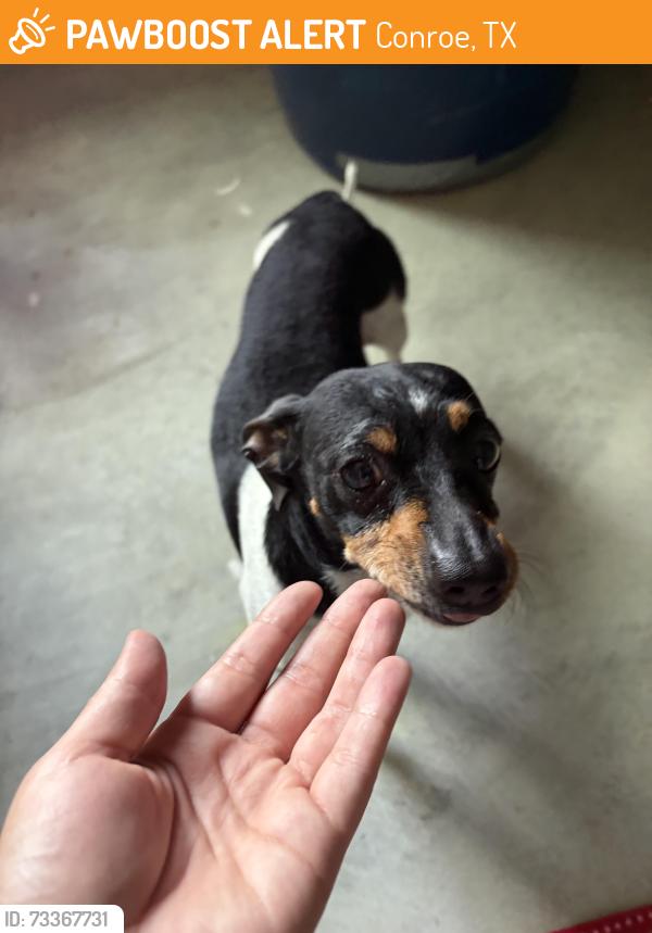Found/Stray Male Dog last seen Childress and Goodman rd, Conroe, TX 77306