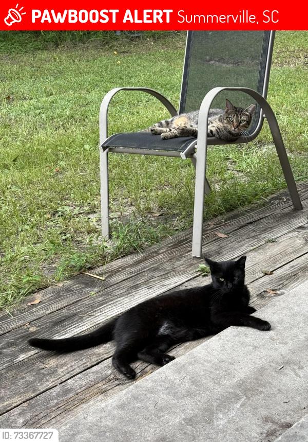 Lost Male Cat last seen OT Wallace and colkitt st, Summerville, SC 29483