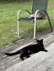 Lost Male Cat last seen OT Wallace and colkitt st, Summerville, SC 29483