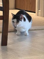 Reunited Female Cat last seen Carlin Avenue and Cornell Avenue, Kitchener, ON N2G 3E5