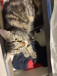 Lost Female Cat last seen Main st, Springfield, MA 01107