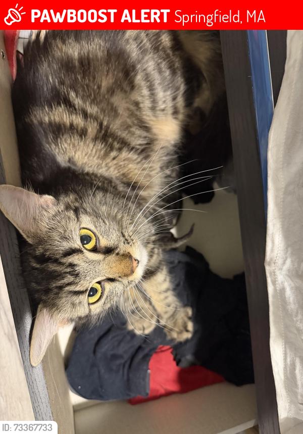 Lost Female Cat last seen Main st, Springfield, MA 01107