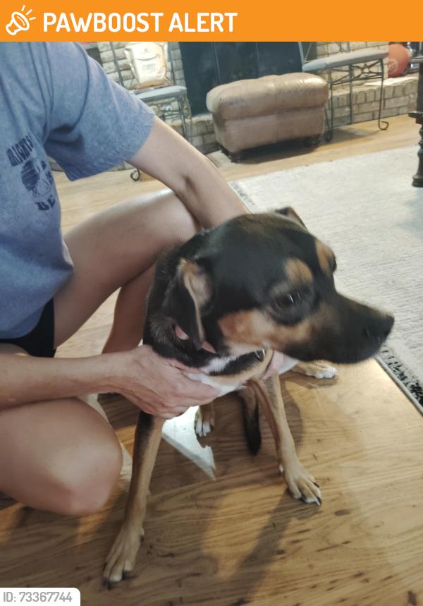 Found/Stray Female Dog last seen Bob And Colorado, North Richland Hills, TX 76180