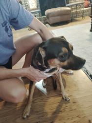Found/Stray Female Dog last seen Bob And Colorado, North Richland Hills, TX 76180