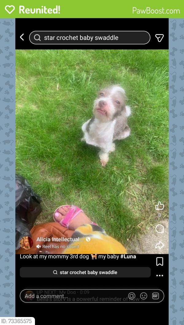 Reunited Female Dog last seen West third st, Dayton, OH 45417