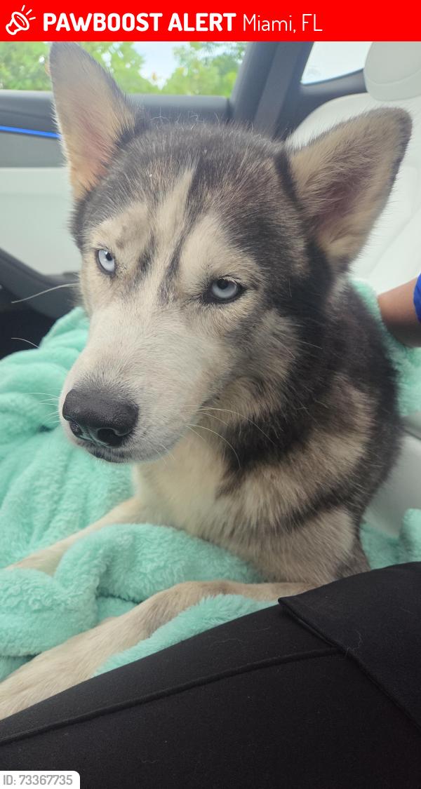 Lost Female Dog last seen Nel & Shey medical center, Miami, FL 33170