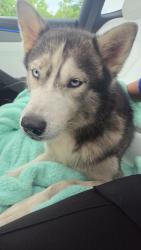 Lost Female Dog last seen Nel & Shey medical center, Miami, FL 33170