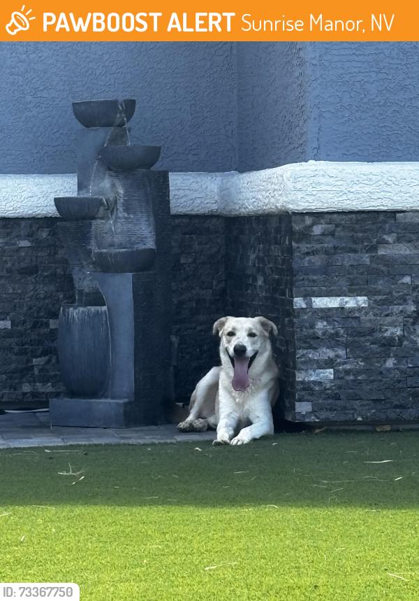 Found/Stray Male Dog last seen Bonanza & Mt Hood, Sunrise Manor, NV 89110