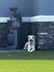 Found/Stray Male Dog last seen Bonanza & Mt Hood, Sunrise Manor, NV 89110