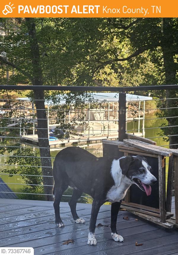 Found/Stray Female Dog last seen between Prater Rd and Early Rd on Choto, Knox County, TN 37922