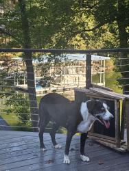 Found/Stray Female Dog last seen between Prater Rd and Early Rd on Choto, Knox County, TN 37922