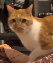 Lost Male Cat last seen Amelia and 309th Cir. Tartesso, Buckeye, AZ 85396