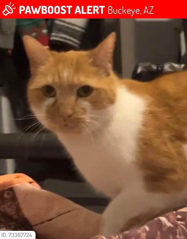 Lost Male Cat last seen Amelia and 309th Cir. Tartesso, Buckeye, AZ 85396