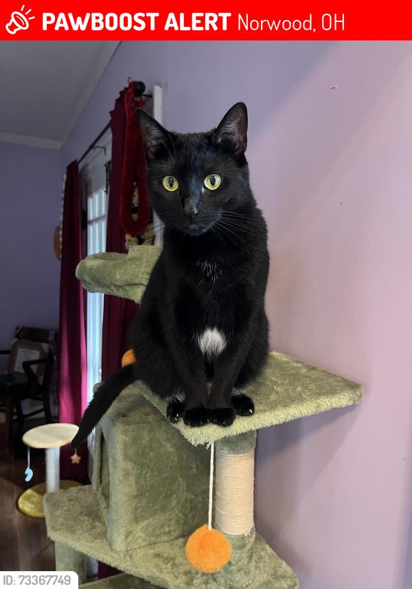 Lost Female Cat last seen Moundview Dr, Norwood, OH 45212