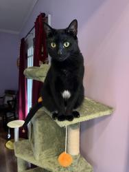 Lost Female Cat last seen Moundview Dr, Norwood, OH 45212