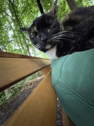 Lost Female Cat last seen briarhopper, Gregg Township, IN 46157