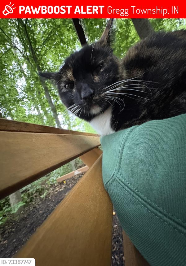 Lost Female Cat last seen briarhopper, Gregg Township, IN 46157