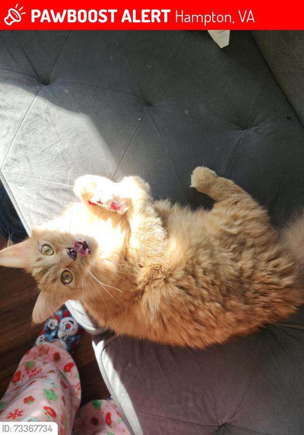 Lost Male Cat last seen West weaver and big bethel rd, Hampton, VA 23666