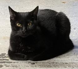 Found/Stray Male Cat last seen Near BUZZARD Rock, Asheville, NC 28804